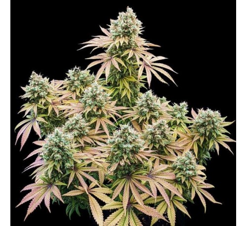 Лимонний Димок (Photo.Fem.) 1шт. / Lemon Haze 2026